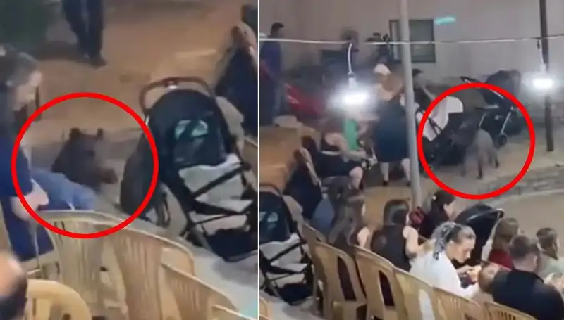 Düğün Töreninde Yaban Domuzu Sürprizi: Konuklar Panik İçinde