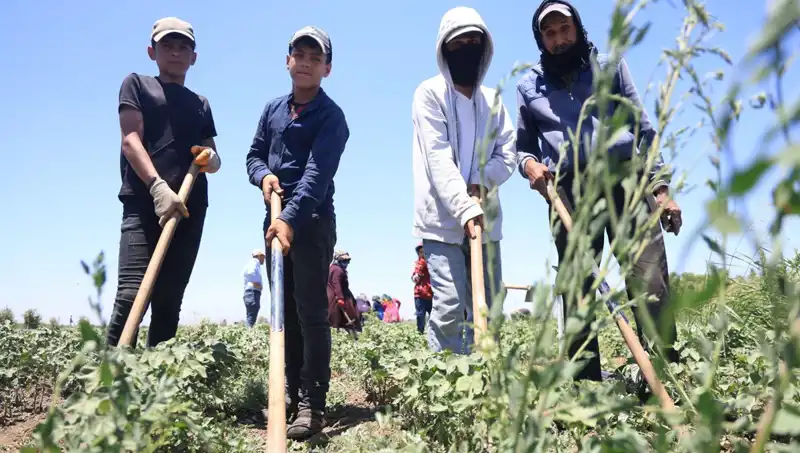 Sıcak Geçen Yaz Günleri: 650 TL Yevmiye ile Zorlu Mesai