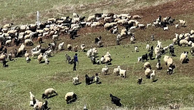 Çoban Krizi Derinleşiyor: Yüksek Maaşlara Rağmen Neden İş Gücü Bulunamıyor?
