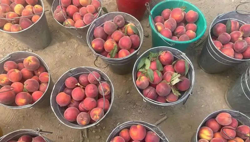 Hasat Sezonu Başladı: Çiftçiler 100 Lira Kilogram Fiyatından Memnun!