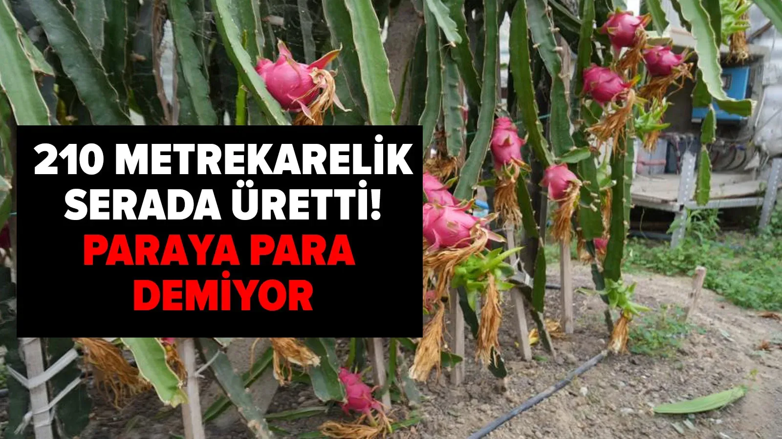 210 Metrekarelik Serada Üretti: Paraya Para Demiyor