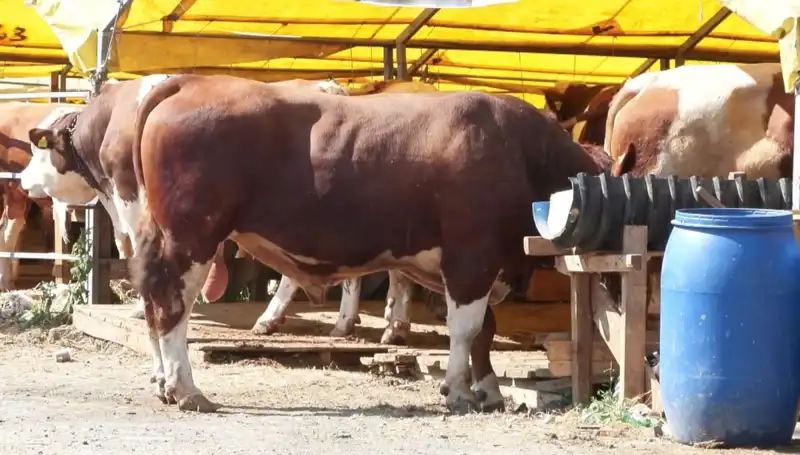 Kurban Pazarlarında Bu Yıl Rekor Hareketlilik Yaşanıyor
