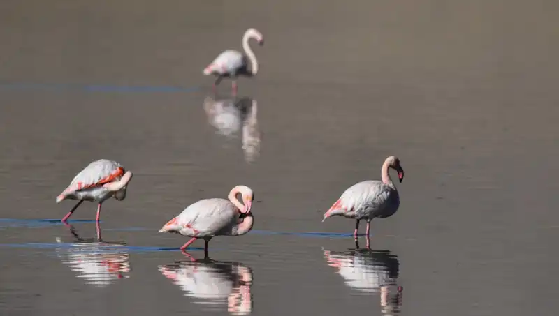 Kuş Cenneti Kuraklıkla Mücadele Ediyor: Flamingoların Sayısı Neden Azaldı?