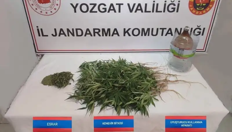 Yozgat'ta Büyük Kenevir Operasyonu: 40 Kök Ele Ge geçirildi!