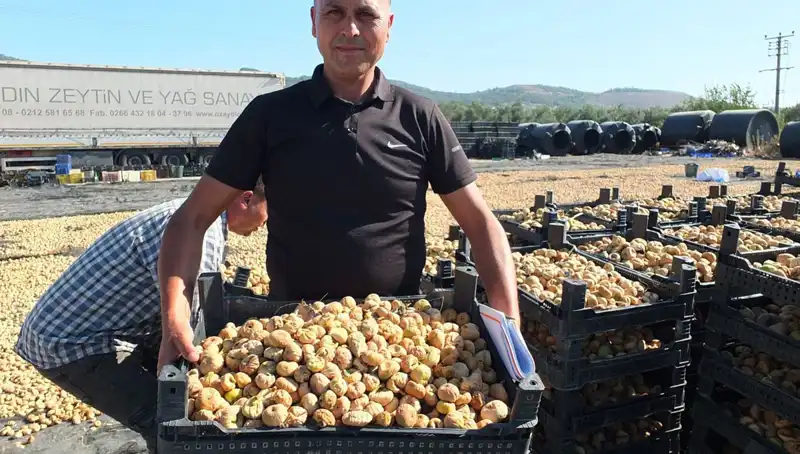 Balıkesir'de Tarımsal Hasat Zamanı: Çin ve Rusya Pazarlarına Hızla Açılıyoruz