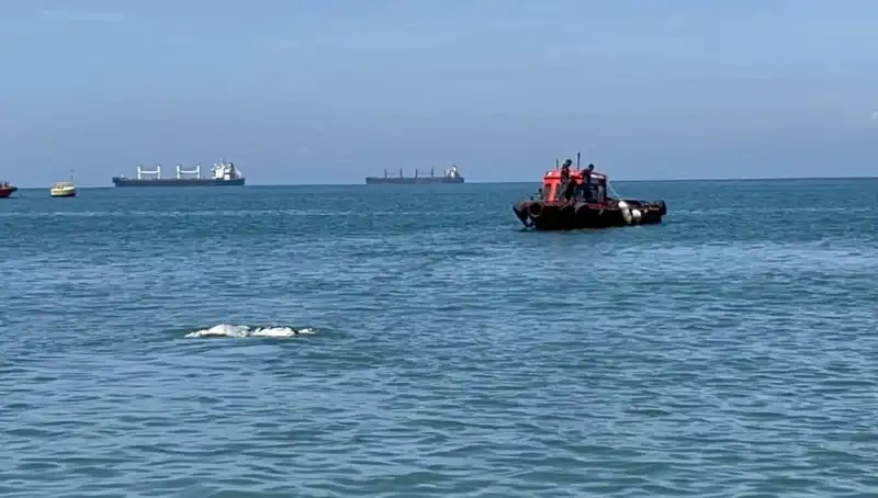 Denizin Ortasında Angus: Şaşkınlık Yaratan Olayın Ardındaki Gerçekler
