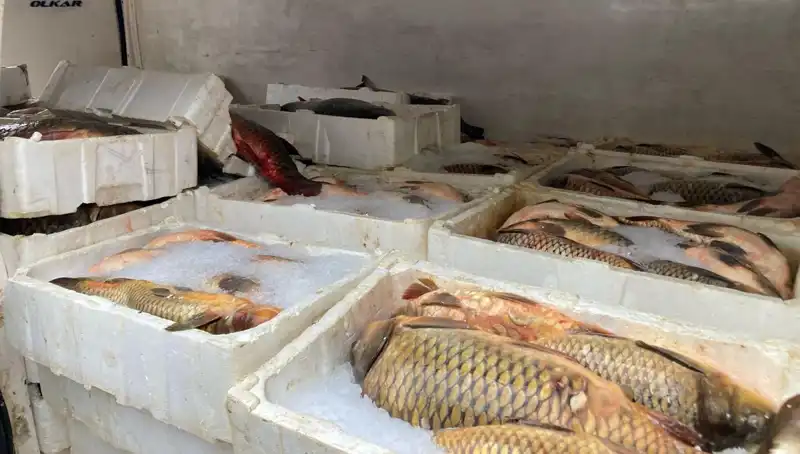 Kaçak Balık Avına Baskın! Binlerce Lira Cezalar Kesildi