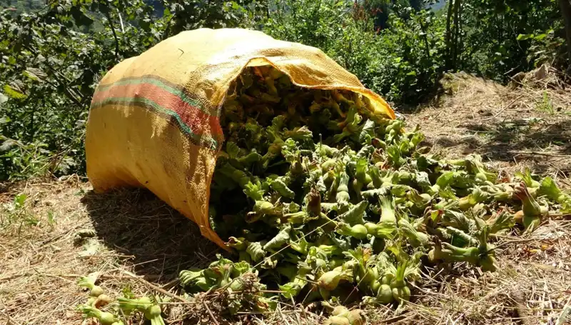 Giresun'da Fındık Hasadı Coşkusu: Yeniliklerle Dolu Bir Sezon Başladı