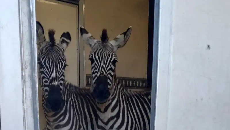 Sınırda Durdurulan Minibüste Şaşırtan Yük: 2 Zebra ve 6 Maymun