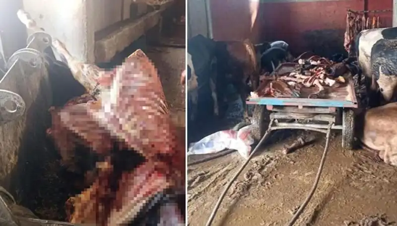 Adana’da 2,5 Ton At Eti Operasyonu: Kurtarılan Atlar Hayata Döndü