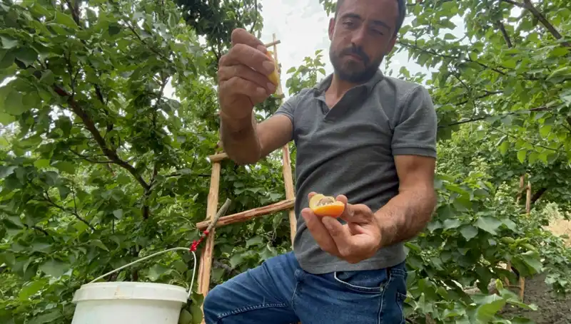 Damakları Şenlendiren Çeşidin Fiyatı 50 TL ile 70 TL Arasında