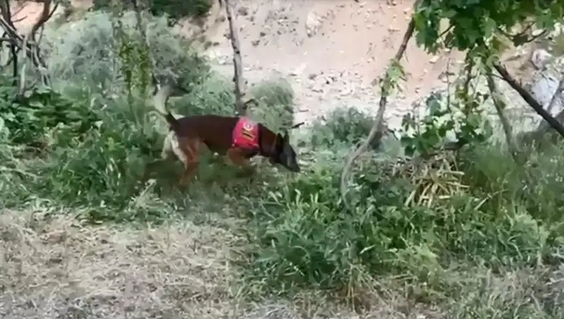 Gizemli Dere Kenarında Bulunan Esrar, Dedektör Köpeğin Yardımıyla Ortaya Çıktı