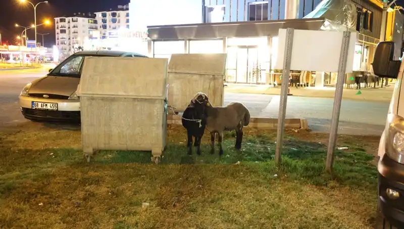 Mor Karaman Koyunları Yolda Terk Edildi: Hayvanların Korkunç Durumu Gözler Önüne Serildi
