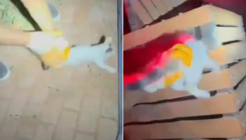 Gece Yarısı İtfaiye Ekibinin Kedi Kurtarma Operasyonu Büyüledi