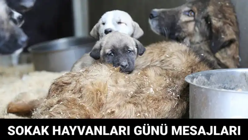 Dünya Sokak Hayvanları Günü: Tarih, Önemi ve Mesajlarıyla Dolu Bir Gün