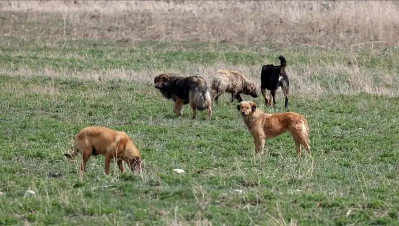 Ankara'da Sahipsiz Köpekler İçin Yeni Ceza Kararı: Barınaklardan Bırakma 71 Bin Lira!