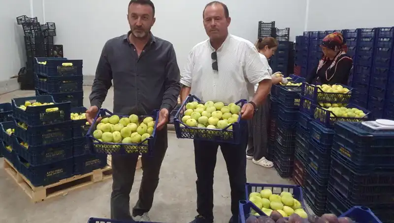 Mersinli Çiftçinin Yüzünü Güldüren Yüksek İhracat Fiyatları