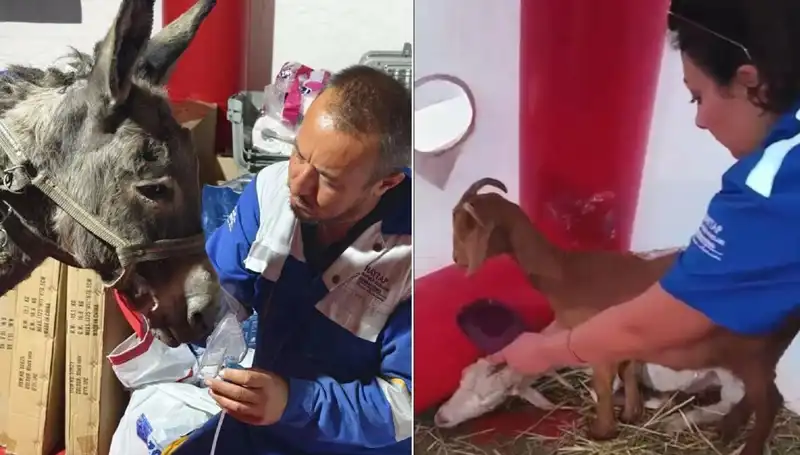 Yangın Kurbanı Eşeğe Oksijen Maskesiyle Hayat Verildi