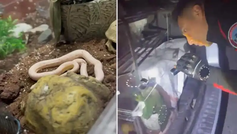 Devriye Ekipleri Şokta: Arka Koltuktan Birbiri Peşisine Zehirli Yılanlar Çıktı!