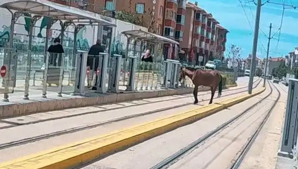 Eskişehir Tramvay Raylarında Başka Türlüsü Görülmedi: Başıboş At Panik Yaratıyor!