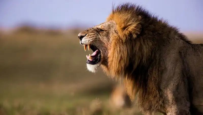 14 Yaşındaki Kız Aslan Saldırısı Sonucu Hayatını Kaybetti