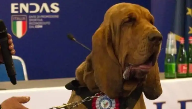 Arama Köpeğine Çivili Sosisle Yapılan Saldırı Şok Etti!