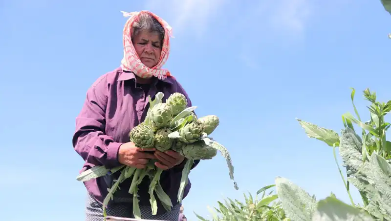 Tarladan Sofralara: 50 TL’lik Meyve ve Sebze Fiyatları Nereye Gidiyor?