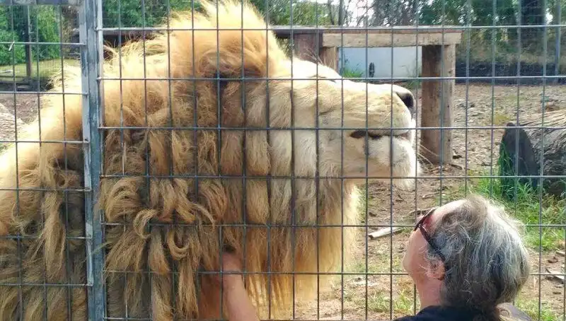Avustralya'da Kafes İçi Aslan Saldırısı: Kadının Kolunu Kapma Anı Kayıtlara Geçti