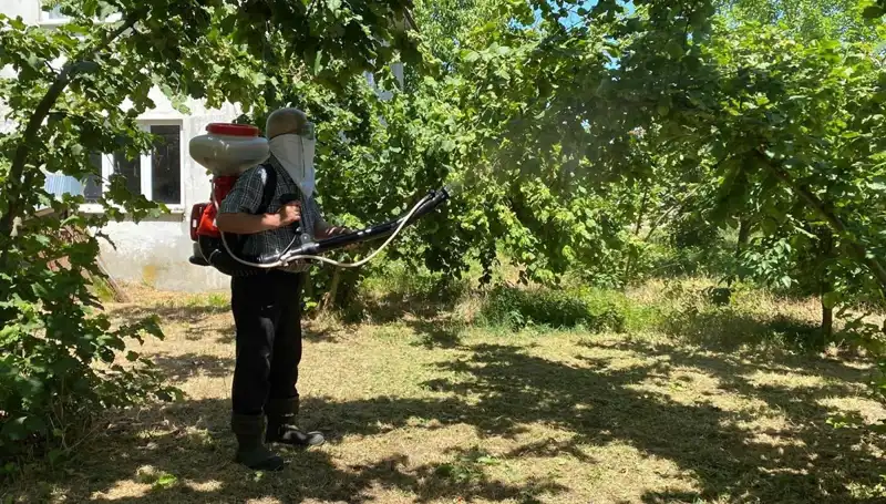 Çiftçiler Kükürt ve Samuray Arıları ile Mücadele Ediyor