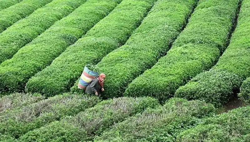 ÇAYKUR, Bayramda da Yaş Çay Alımına Devam Edecek! İki Tatlı Haber Bir Arada