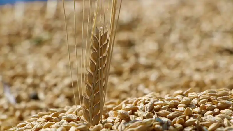 2025 TMO Buğday Satış Fiyatları Açıklandı: Arpa ve Yulafda Son Durum Nedir?