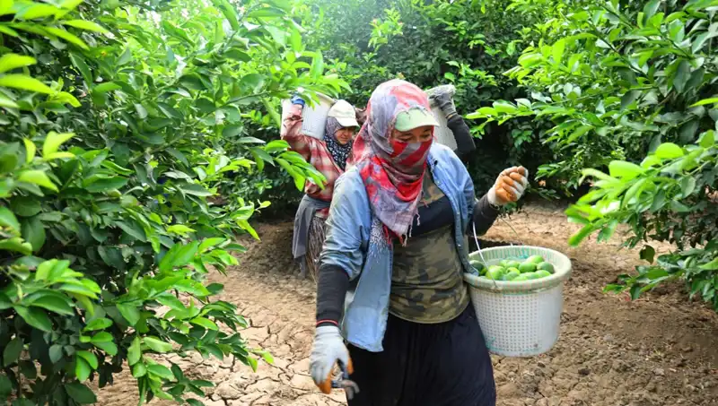Markette Patates Kilosu 150 Lira Çıldırttı: Fiyatları Düşüren Hasat Sevinci