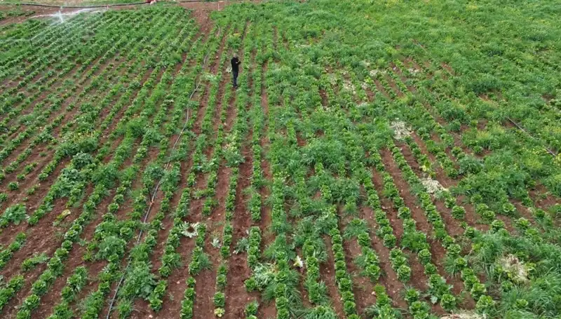 Kuraklık Marul Hasadını Etkiledi: Çiftçiler Üretimde Zorluklar Yaşıyor