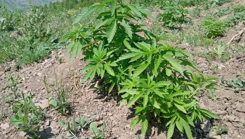 Bingöl'de Gerçekleşen Operasyon: Kenevir ve Kaçak Tütünler Ele Geçirildi
