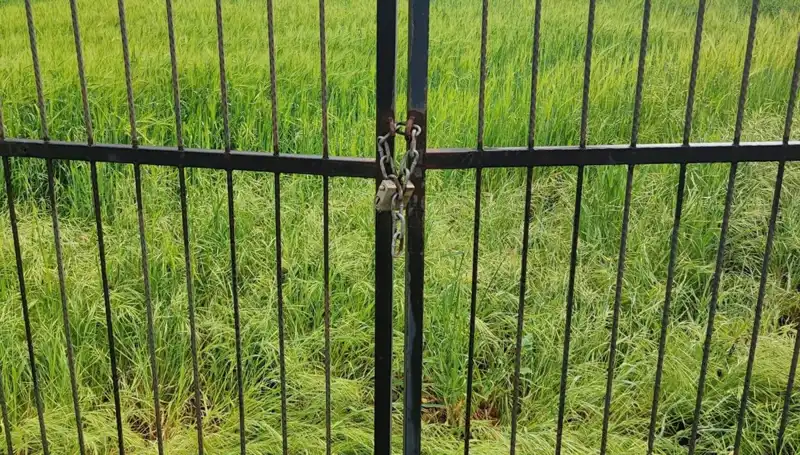Dört Tarafı Açık Tarlaya Kilit Vuruldu, Görenler Şaşkın!