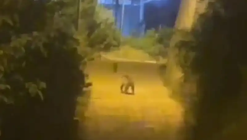 Gümüşhane'de Şehir Merkezine İnerek Korku Dolu Anlar Yaşattı