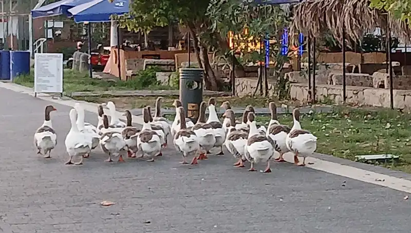 Denizde Yüzdükten Sonra Kümese Kapandı: Kazlar İçin Sıra Dışı Olay