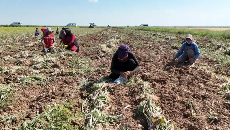 Rusya, Almanya ve İspanya'nın Antibiyotiği: Tarımda Yeni Bir Dönem Başladı