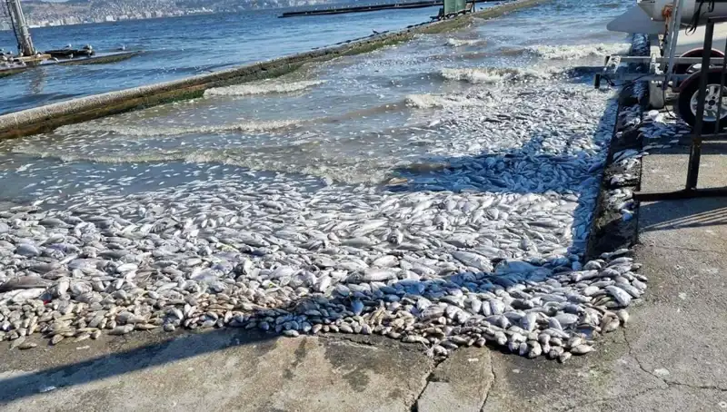 İzmir Körfezi’ndeki Temizlik Seferberliği Sonuç Verdi: Doğa Yeniden Canlanıyor