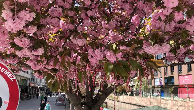 Süs Erik Ağaçlarına Martenitsa Bağlama Geleneği: Renkli Semboller