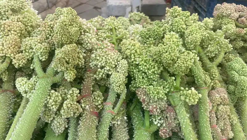 Dağların Doğal Şifası: Şekerin Kalp Sağlığı ve Sarılığa Etkisi