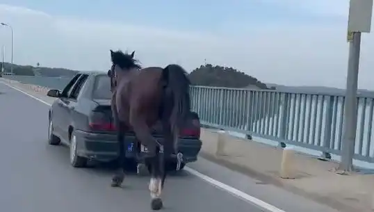 Adana'da Şoke Eden Olay: Ata Eziyet Eden Kişi Tutuklandı!