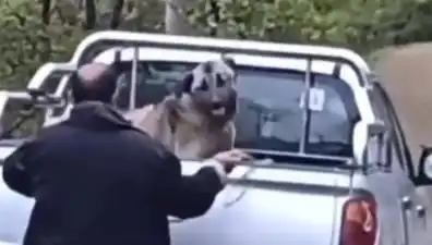 Trabzon’da Sokak Köpeğine Uygulanan Şok Edici Şiddet Olayı