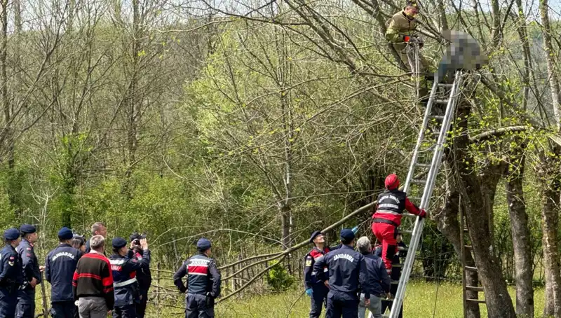 Ağaç Budarken Kalp Krizi Geçiren Adamın Dramı: Son Anları ve Detaylar