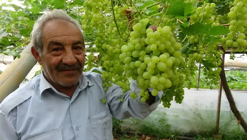Zirai Don Felaketi Meyve Fiyatlarını Alt Üst Etti: İlk Ürünler 250 TL’den Satışta