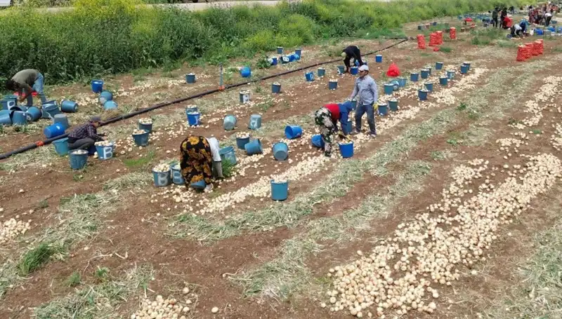 Soğan Hasadı Başladı: Piyasalarda Fiyatlar Düşüşe Geçti