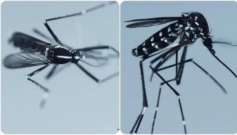 Chikungunya Virüsü Nedir? Belirtileri ve Etkilediği Ülkeler Hakkında Bilmeniz Gerekenler