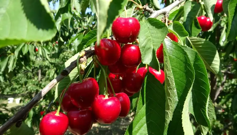 Çay Hasadı Başladı: Çay Bardağına Sığmayan Lezzetler Mucizesi
