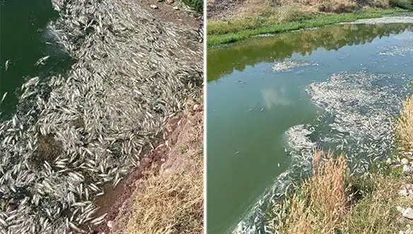 Karasu Çayı'nda Gizemli Balık Ölümleri: İnceleme Başlatıldı!