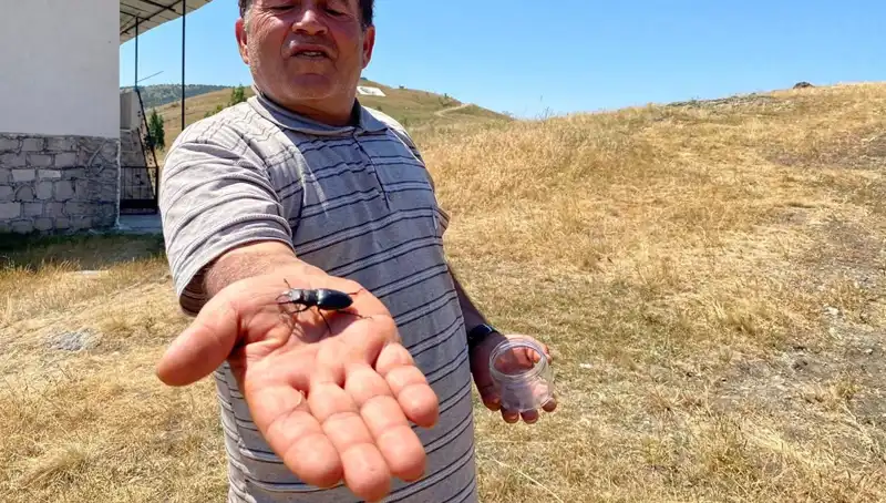Sivas'ta Görülen Özel Böceğin Öldürülmesinin Cezası Şaşırttı: 557 Bin TL!